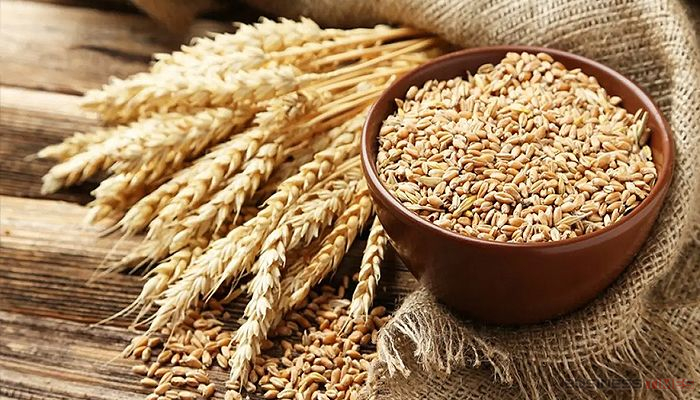 গমের রফতানি মূল্য বাড়িয়েছে রাশিয়া