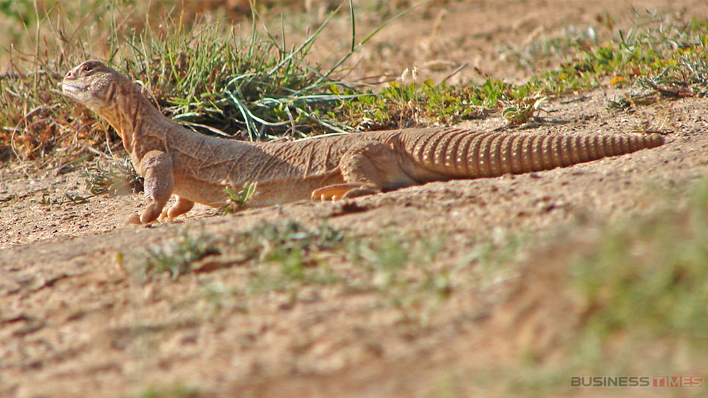 আজব প্রাণী সান্ডা খাওয়া কি হালাল, না হারাম?