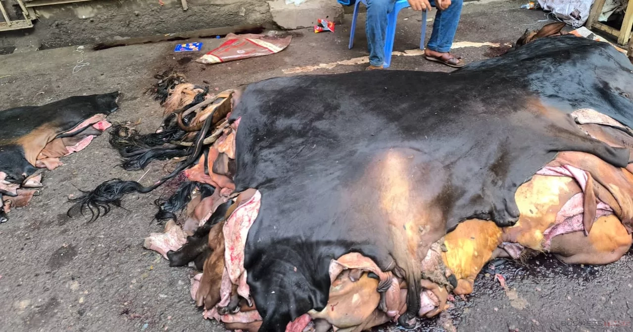 এবারও চামড়া নিয়ে হতাশা