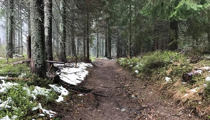 রোগীর প্রেসক্রিপশনে এখন ‘সুইডেন’, প্রকৃতির নিরাময় নিয়ে নতুন চমক!