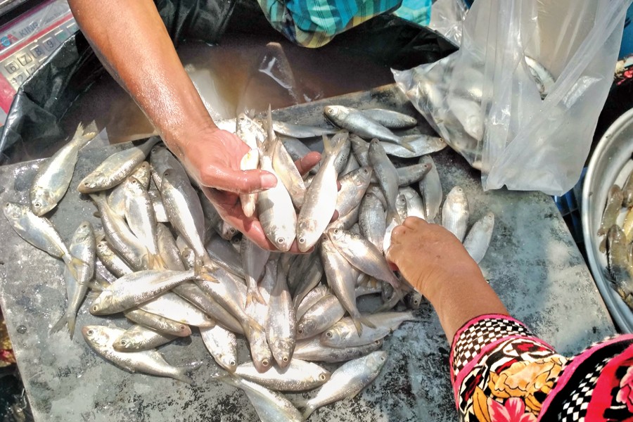 শুরু জাটকা ইলিশ আহরণে ৮ মাসের নিষেধাজ্ঞা