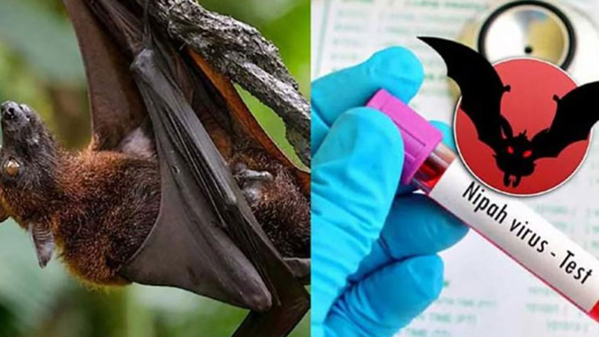 দেশে নিপাহ ভাইরাসে প্রথম মৃত্যু