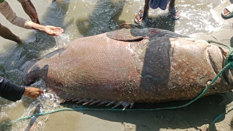 ২০০ কেজির বিরল বোল মাছ, ২ লাখ ৫৫ হাজার টাকায় বিক্রি