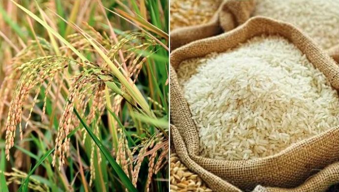 আগের দামেই ধান-চাল কিনবে সরকার